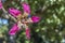 Silk floss tree flower in Buenos Aires, Argentina