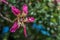 Silk floss tree flower in Buenos Aires, Argentina.