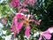 Silk floss tree flowers