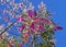 Silk floss tree flowers, Ceiba speciosa or Chorisia speciosa