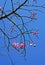 Silk floss tree flowers, Ceiba speciosa or Chorisia speciosa