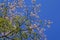 Silk floss tree flowers, Ceiba speciosa or Chorisia speciosa