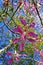 Silk floss tree flowers, Ceiba speciosa or Chorisia speciosa