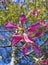 Silk floss tree flowers, Ceiba speciosa or Chorisia speciosa