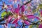 Silk floss tree flowers, Ceiba speciosa or Chorisia speciosa