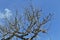 Silk floss tree without leaves, fruits and the famous kapok