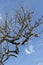 Silk floss tree without leaves, fruits and the famous kapok