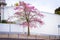 Silk floss tree on the street of Lisbon city, Portugal