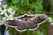Silk moth (saturnia pyri)