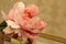 Silk pink peony flower