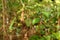 Silk spider Nephila in the rain forest of Sinharaja Forest of Sri Lanka