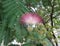 Silk tree flowers - Albizia julibrissin Closeup.