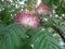 Silk tree flowers - Albizia julibrissin Closeup.