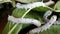 Silk worms eating, feeding mulberry leaves