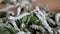 Silk worms eating, feeding mulberry leaves