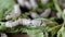 Silk worms eating, feeding mulberry leaves