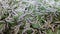 Silk worms larvae and White Mulberry leaves