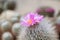 Silken pincushion cactus, Mammillaria bombycina, close-up pink flowers