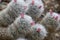 Silken pincushion cactus, Mammillaria bombycina, pinkish buds