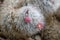 Silken pincushion cactus, Mammillaria bombycina, pinkish flower