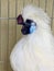 The Silkie also known as the Silky or Chinese silk chicken