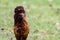 Silkie Bantam Chicken