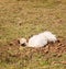 Silkie bantam hen in dirt bath, organic lifestyle