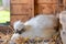 Silkie bantam hen seen sitting on a clutch of eggs.