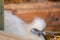 Silkie bantam hen seen sitting on a clutch of eggs.