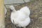 Silkie chicken is a breed named for it`s fluffy plumage, that feel to the touch like satin or silk