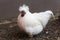 Silkie chicken is a breed named for it`s fluffy plumage, that feel to the touch like satin or silk