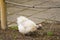 Silkie chicken is a breed named for it`s fluffy plumage, that feel to the touch like satin or silk