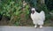 Silkie Chicken. A white furry chicken with long beautiful hair called Silkie Chicken