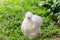 Silkie chickens live in garden