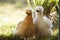 Silkie hens