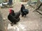 Silkie Mix Rooster and Copper Marans