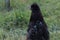 Silkie Rooster In The Farm