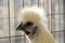 Silkie white chicken