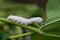 Silkworm