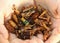 Silkworm beetle grasshopper mixture roasted