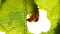 Silkworm caterpillar eating leaf at green tree in summer garden