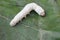 The silkworm eating