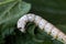 A Silkworm eating mulberry green leaf