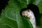 Silkworm eating mulberry green leaf