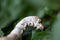 Silkworm eating mulberry green leaf