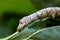 Silkworm eating mulberry green leaf