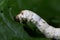 Silkworm eating mulberry green leaf