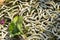 Silkworm eating mulberry green leaf, closeup