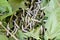 Silkworm eating a mulberry leaf.Silkworms .