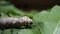 Silkworm larva caterpillar